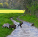 Le chemin du Vau